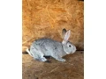 belgicke-obry-cincilove-small-3