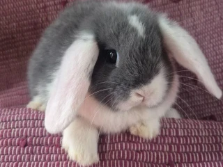 minilop