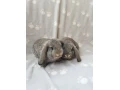 zakrsle-kraliky-zdrobnene-baranceky-small-1