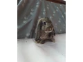 zakrsle-kraliky-zdrobnene-baranceky-small-0