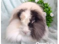darujem-dospela-samicka-zakrsly-barancek-teddy-gen-small-1