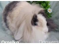 darujem-dospela-samicka-zakrsly-barancek-teddy-gen-small-0