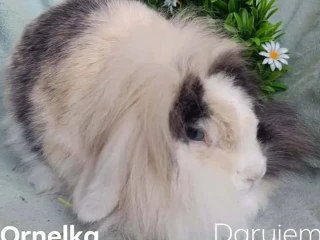 darujem-dospela-samicka-zakrsly-barancek-teddy-gen