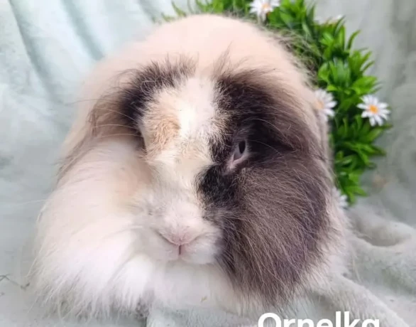 darujem-dospela-samicka-zakrsly-barancek-teddy-gen-big-1