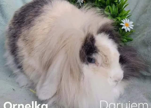 darujem-dospela-samicka-zakrsly-barancek-teddy-gen-big-0