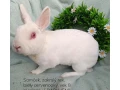 darujem-dospely-zakrsly-rex-samcek-biely-cervenooky-small-0