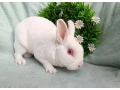 darujem-dospely-zakrsly-rex-samcek-biely-cervenooky-small-1