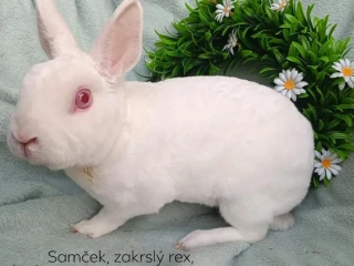 darujem-dospely-zakrsly-rex-samcek-biely-cervenooky