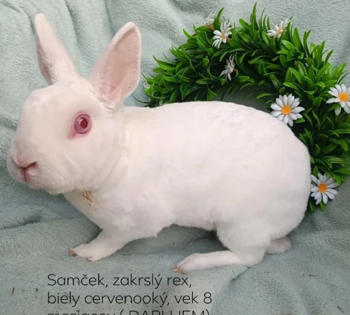 darujem-dospely-zakrsly-rex-samcek-biely-cervenooky-big-0