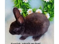 darujem-dospely-zakrsly-rex-samcek-kuni-hnedy-small-2
