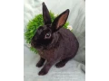darujem-dospely-zakrsly-rex-samcek-kuni-hnedy-small-1