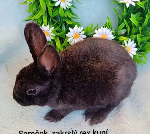 darujem-dospely-zakrsly-rex-samcek-kuni-hnedy-big-2