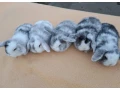 zakrsly-barancek-small-0