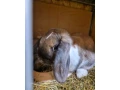 zdrobnely-baran-small-0