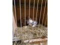 zdrobnely-baran-small-2