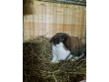zdrobnely-baran-small-3