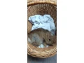 zakrsly-kralik-small-4