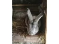 cincila-velka-small-3