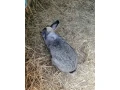 cincila-velka-small-2