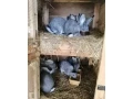 cincila-velka-small-1