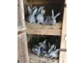cincila-velka-small-0
