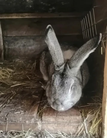 cincila-velka-big-3