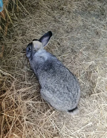 cincila-velka-big-2
