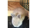 zakrsle-kraliky-small-3