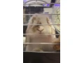 samicka-minilop-small-0