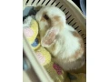 samicka-minilop-small-1
