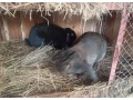 zajace-belgicky-obor-small-2