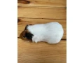 morcata-small-2