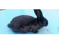 predam-samicu-small-4