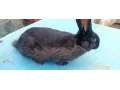 predam-samicu-small-0