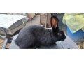 predam-samce-small-3