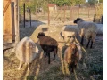 predam-ovce-a-barana-small-0
