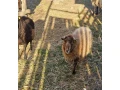 predam-ovce-a-barana-small-2