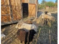 predam-ovce-a-barana-small-4