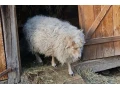 predam-ovce-a-barana-small-3