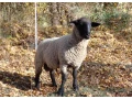 suffolk-small-3