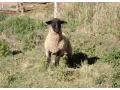 suffolk-small-0