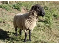 suffolk-small-1