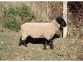 suffolk-small-2