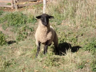suffolk