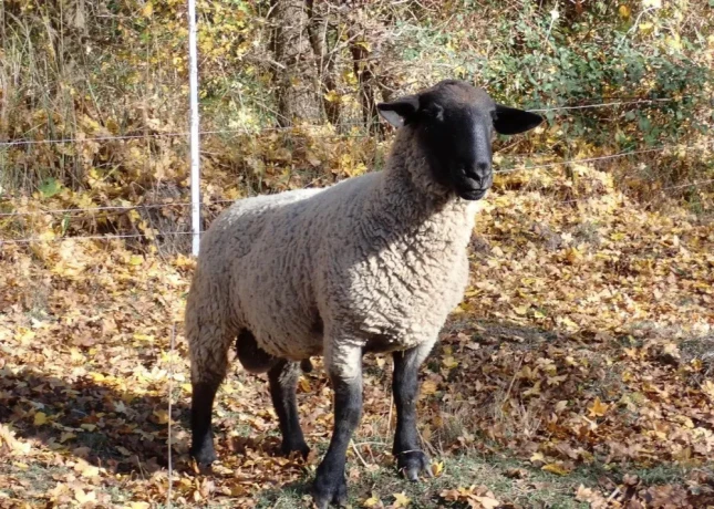 suffolk-big-3