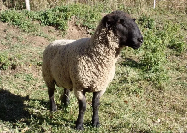 suffolk-big-1