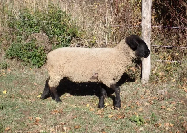 suffolk-big-2