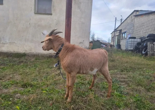 anglonubijske-kozy-big-3