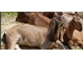 predam-dve-anglonubijske-kozicky-small-0