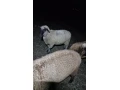 predam-jahnacie-maso-small-0